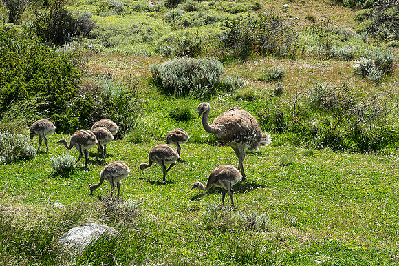 Lesser Rhea with Chicks - DSC08357