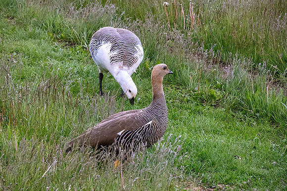 Upland Geese - DSC08604