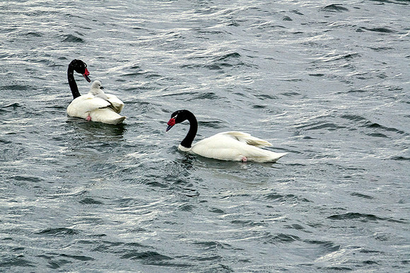 Black-Necked Swans, Symbol of Puerto Natales - DSC08658