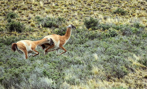 Guanaco biting in rival's flank - DSC08860