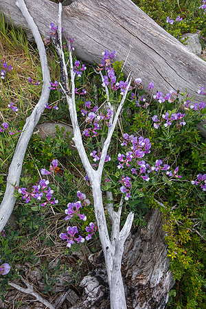 Patagonian Pea - DSC08962