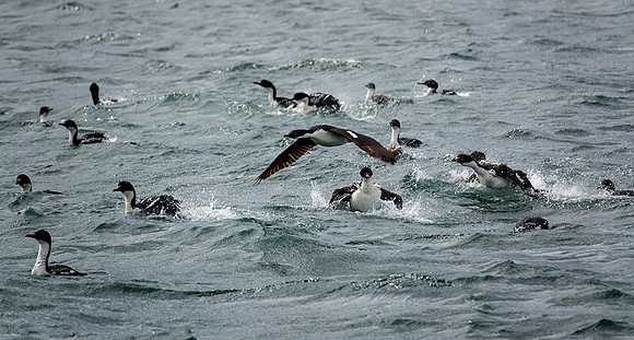 Cormorants off Ushuaia, DSC09173