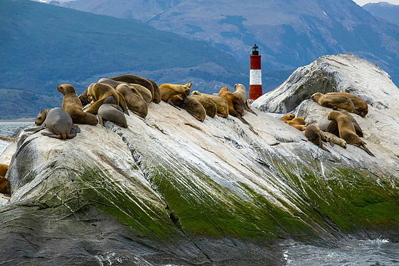 Sea Lions near Southern most Llighthouse  : DSC09359