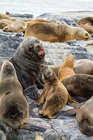 Male Fur Seal in conversation with Juvenile  : DSC09302