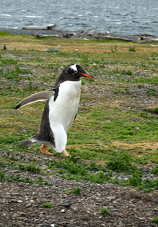 Gentoo Penguin on a mission  : DSC09572