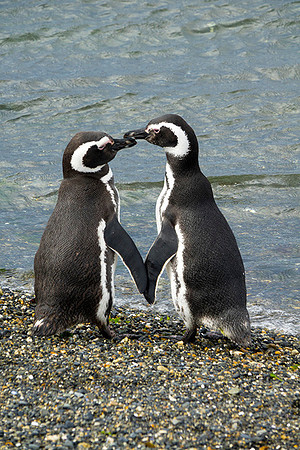 Magellan Penguins  : DSC09537