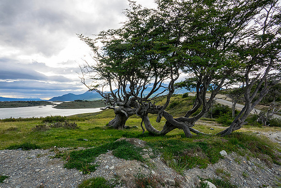 Wind bent  tree on Tierra del Fuego  : DSC09891