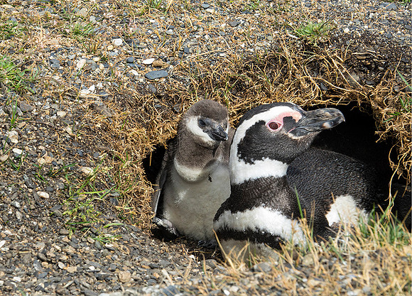 Magellan Penguin and Chick  : DSC09689
