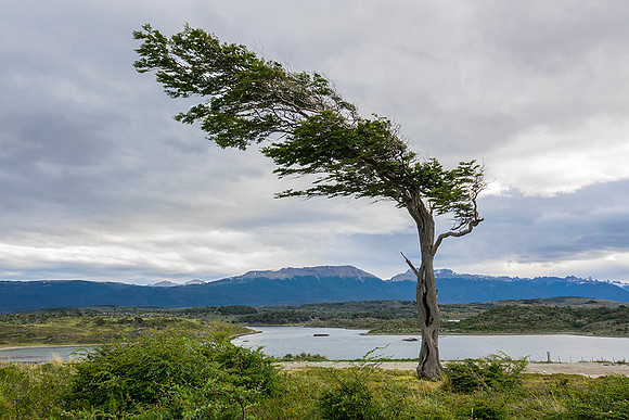 Wind beaten Tree on Tierra del Fuego  : DSC09907
