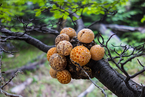 `Indian Bread`,  a Fungus, Argentina  : DSC08637