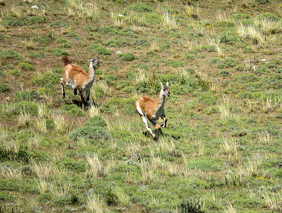 Mating Season for Guanacos DSC08471