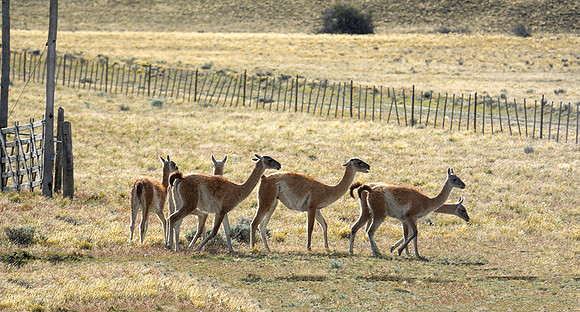 Herd of Guanacos - DSC07988