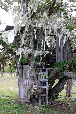 Òld Man`s Beard`on Tree House, Tierra del Fuego  : DSC08977