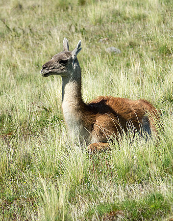 Guanaco resting - DSC08426