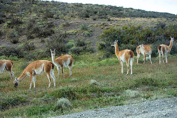 Guanacos grazing -  DSC08941