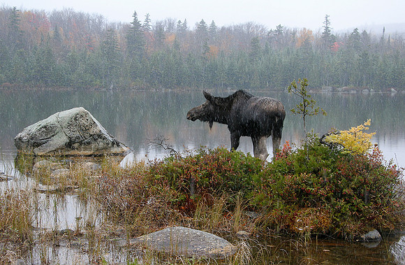 Moose in Baxter State Park -  IMG_9869