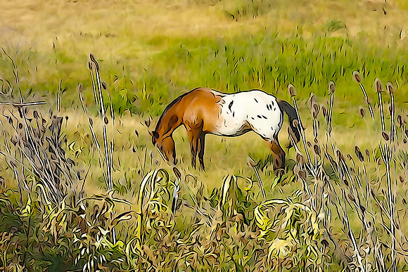 Appaloosa - DSC05034