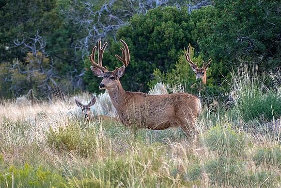 Mule Deer - P1030518