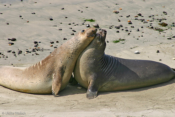 juvenile Elephant Seals in Año Nuevo State Reserve, California: 867_6722