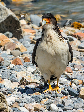Southern Crested Caracara - DSC07640