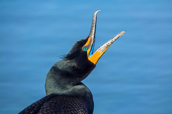 Cormorant - DSC06408