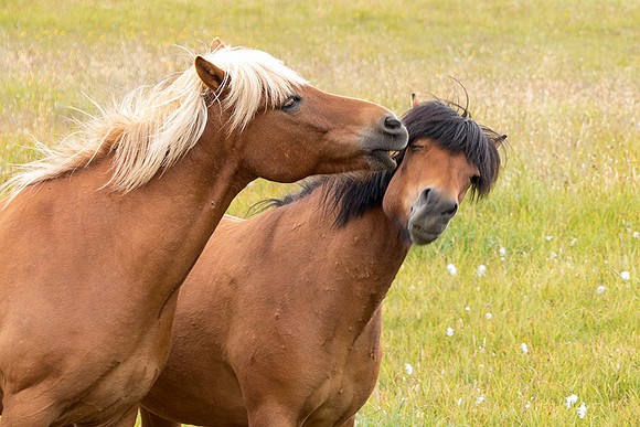 Iceland Horses necking, iceland: P1030354