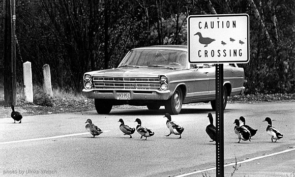 Duck Crossing:  97