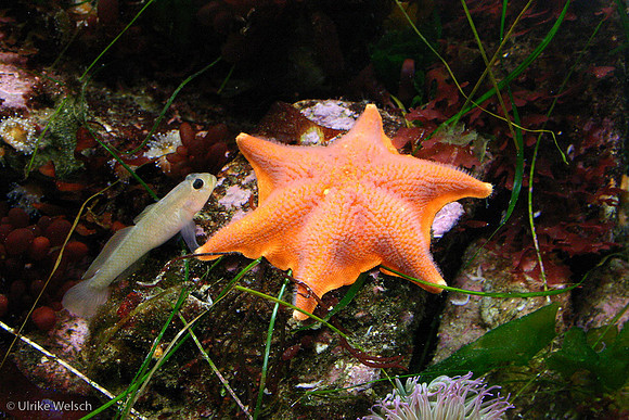 Fish and Starfish in Monterey Aquarium, California: 862_6238