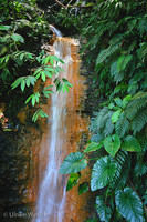 Waterfall in Tobago Forest Reserve, Tobago, West Indies: 899_9968