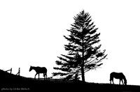 Silhuetted Horses: 123