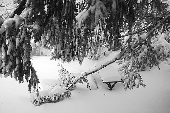 Winter Garden: 892_9300