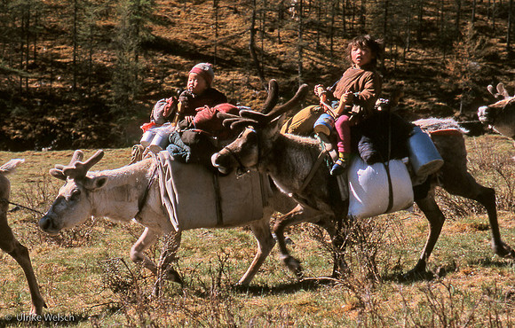 Reindeer herder's children on the move, Northern Mongolia: MPgRei.4_14
