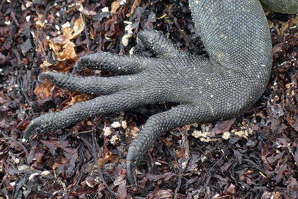 Claw of Marine Iguana : P1000662