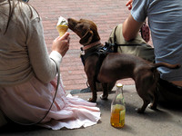 Icecream Cone for Dachshund - IMG_1184