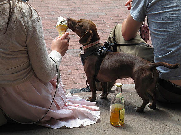 Icecream Cone for Dachshund - IMG_1184