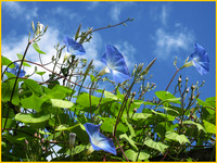 Summer wind :