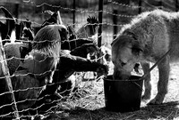 Dog Sharing Chicken's Chow: 121