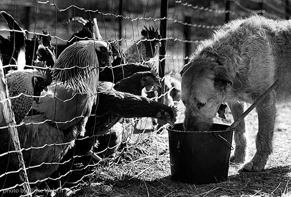 Dog Sharing Chicken's Chow: 121